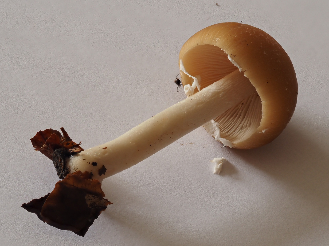 Psathyrella candolleana  by Claire Williams